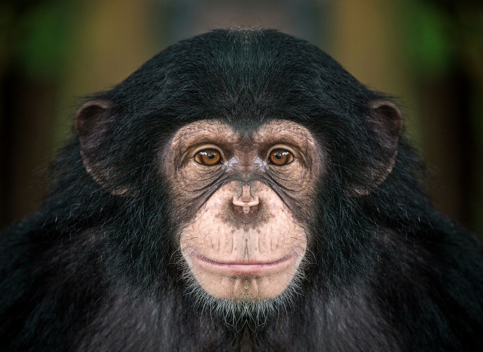 difference between gorilla and chimpanzee difference between gorilla and chimpanzee