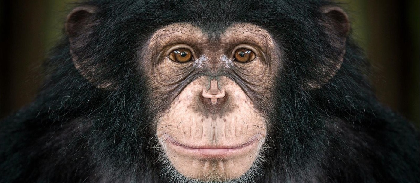 The face of a chimpanzee looking straight at the camera 