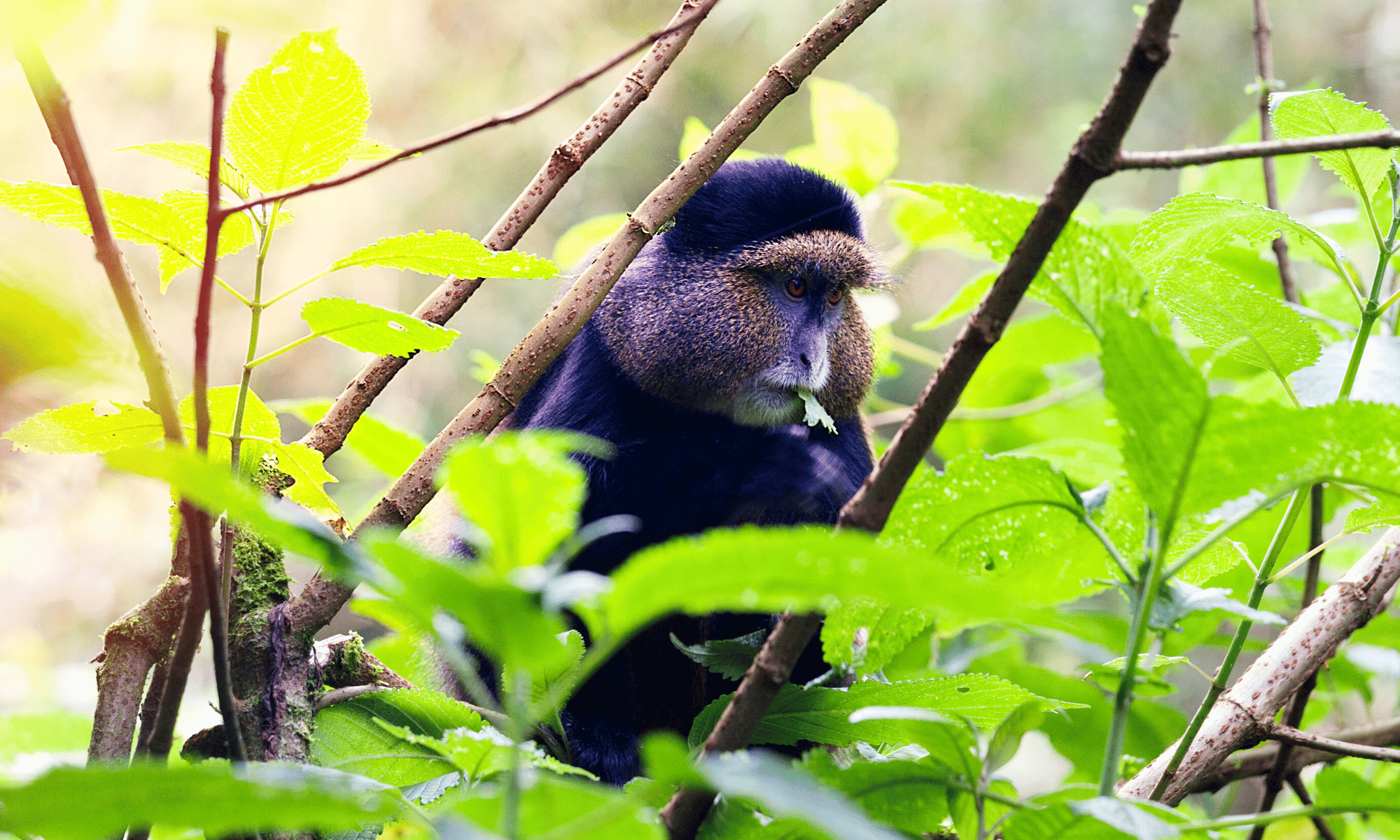 Golden monkey in Rwanda