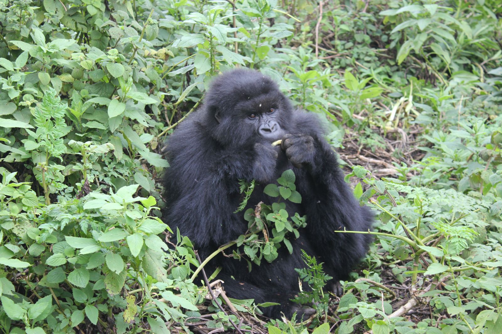 A mountain gorilla sitting on the floor amongst leaves eating a banana in Rwanda