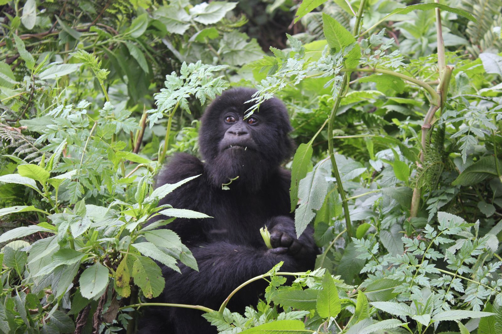 An African mountain gorilla sitting amongst green foliage looking straight at the camera in Rwanda