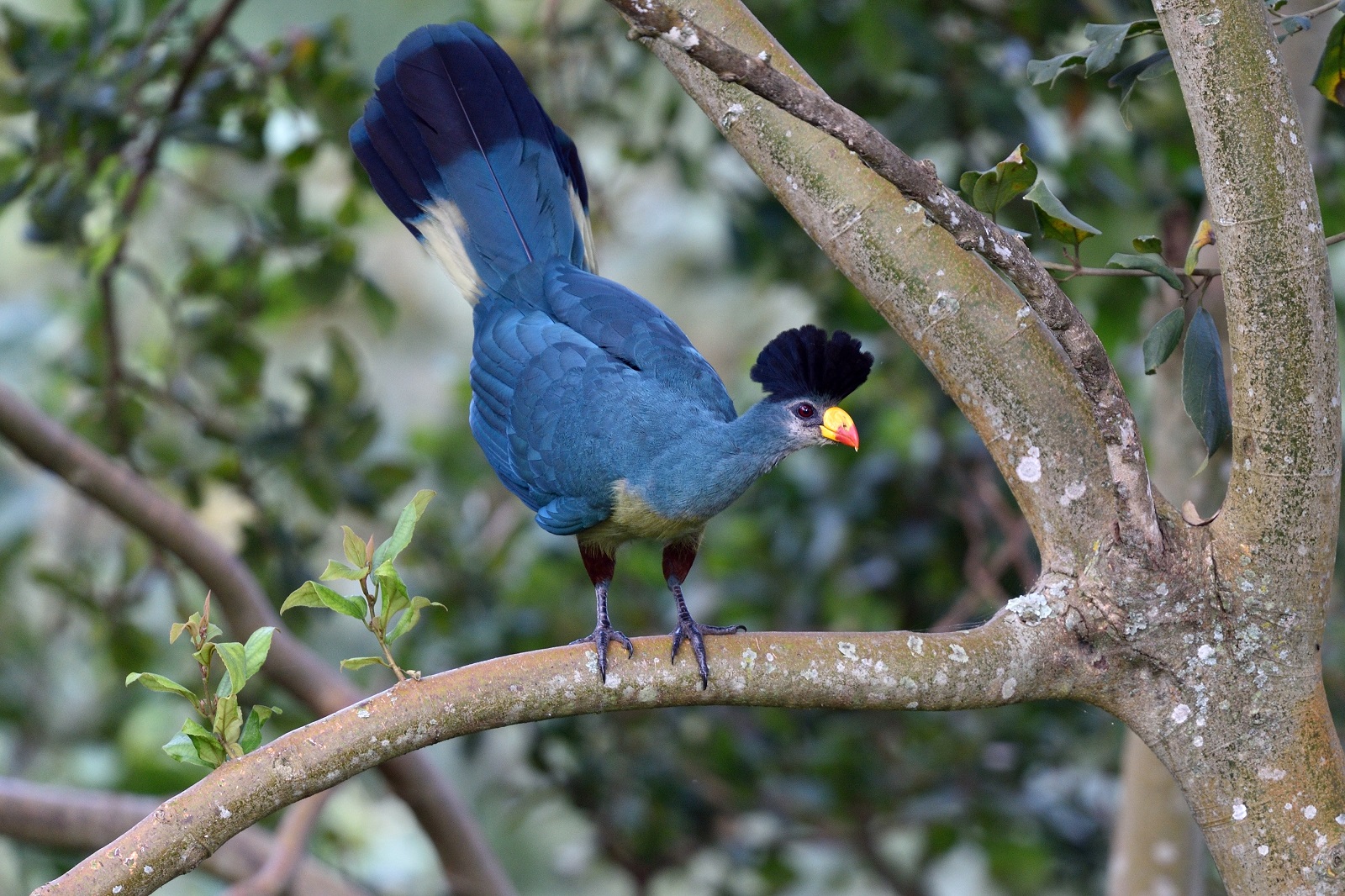 Great Blue Turaco, native bird to Rwanda
