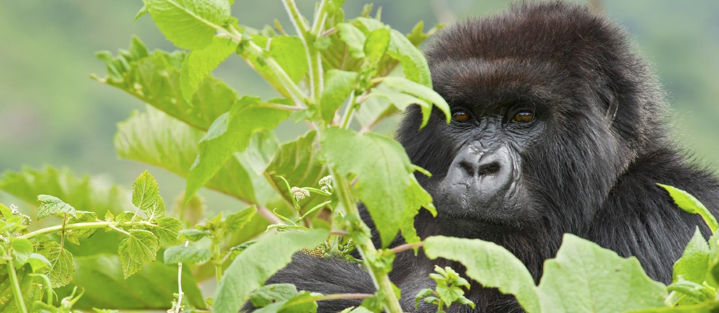 A gorilla in the Rwandan rainforest