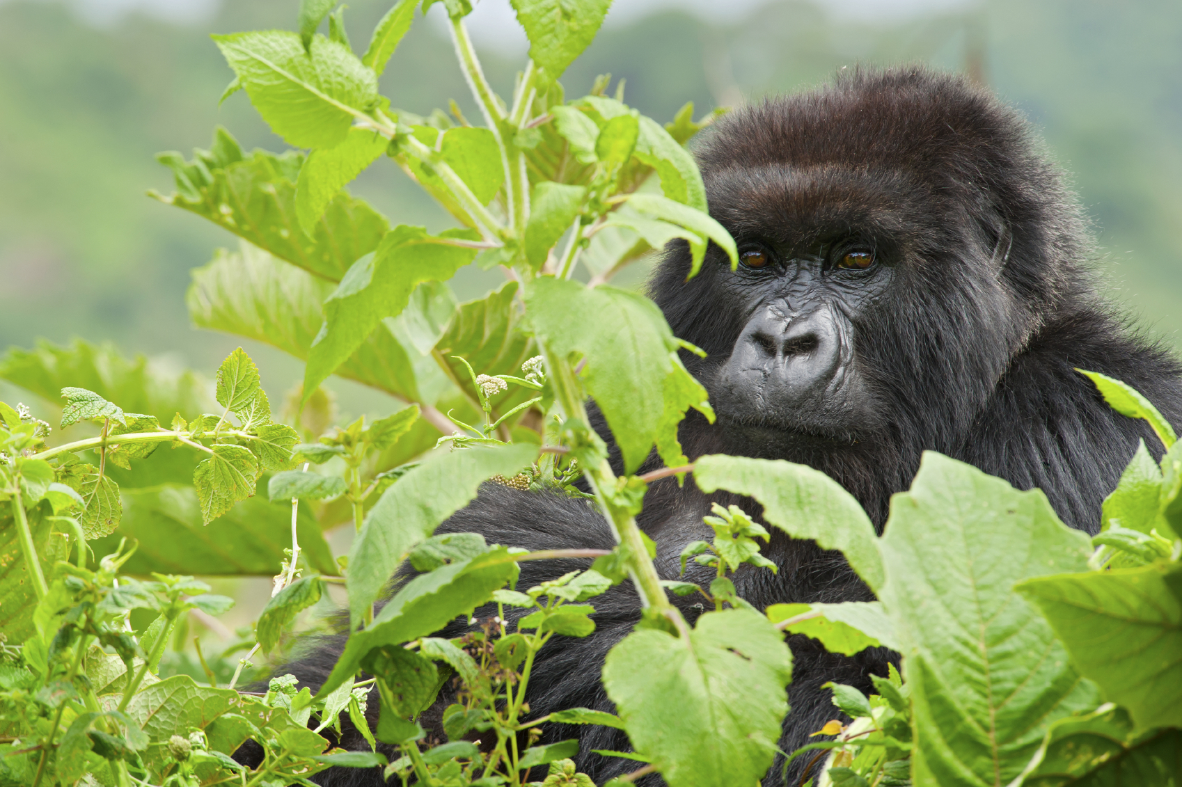 A gorilla in the Rwandan rainforest