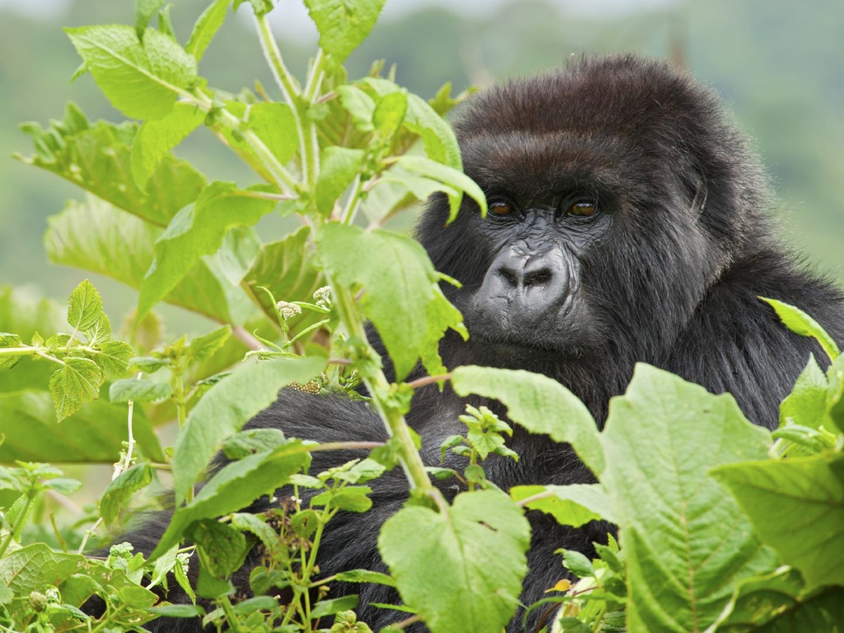 A gorilla in the Rwandan rainforest
