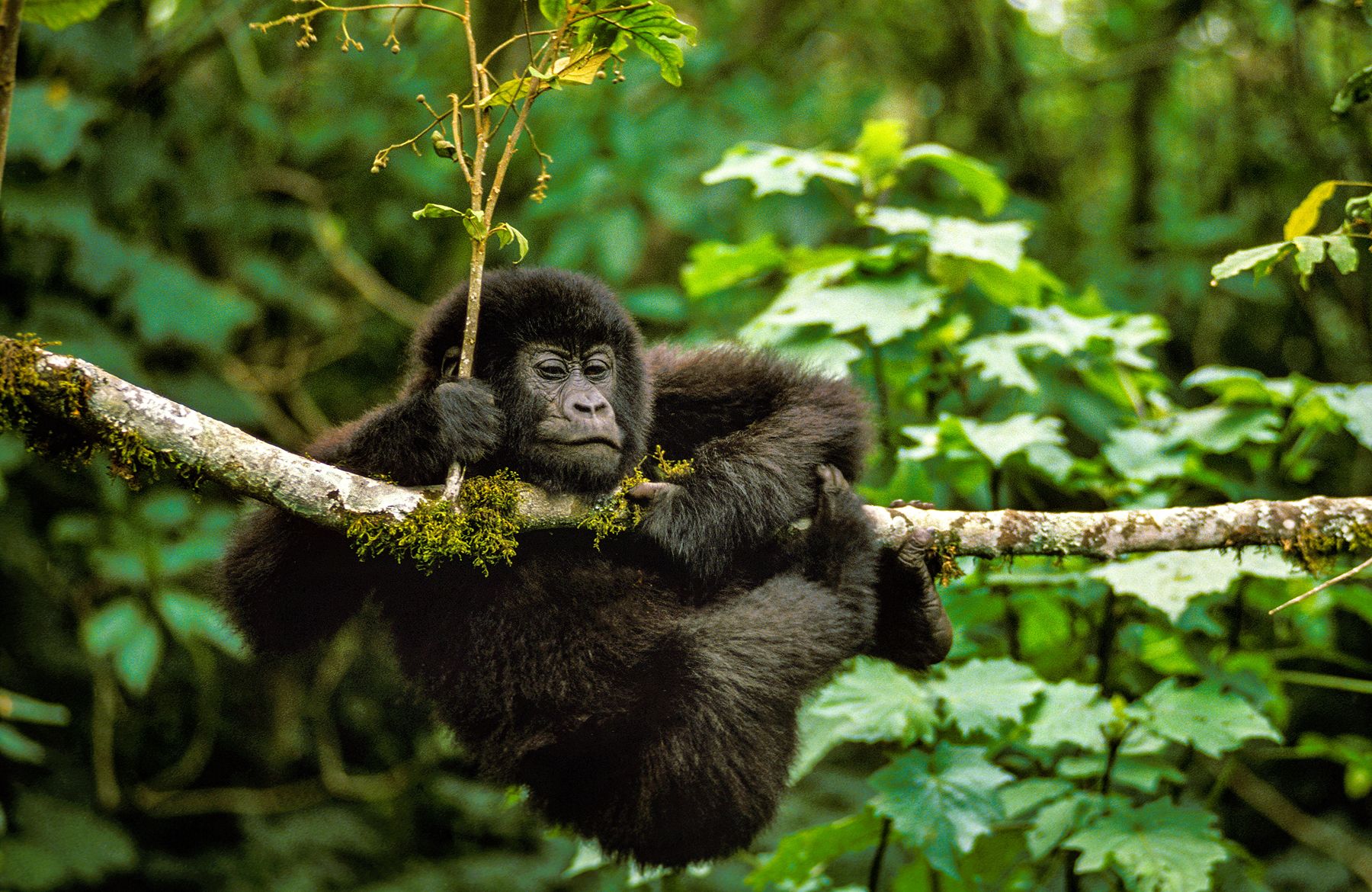A baby gorilla hanging from a branch in Rwanda