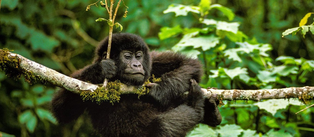 A baby gorilla hanging from a branch in Rwanda
