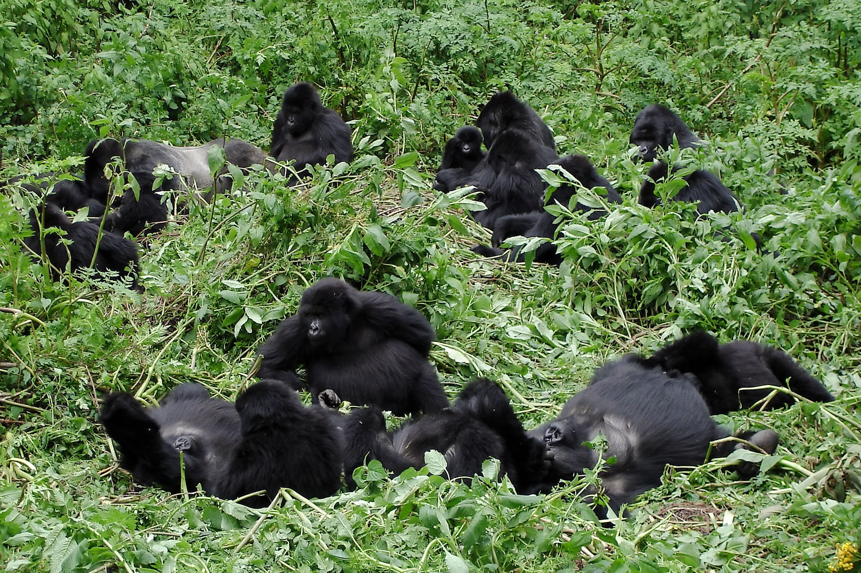 A family of gorillas in Rwanda