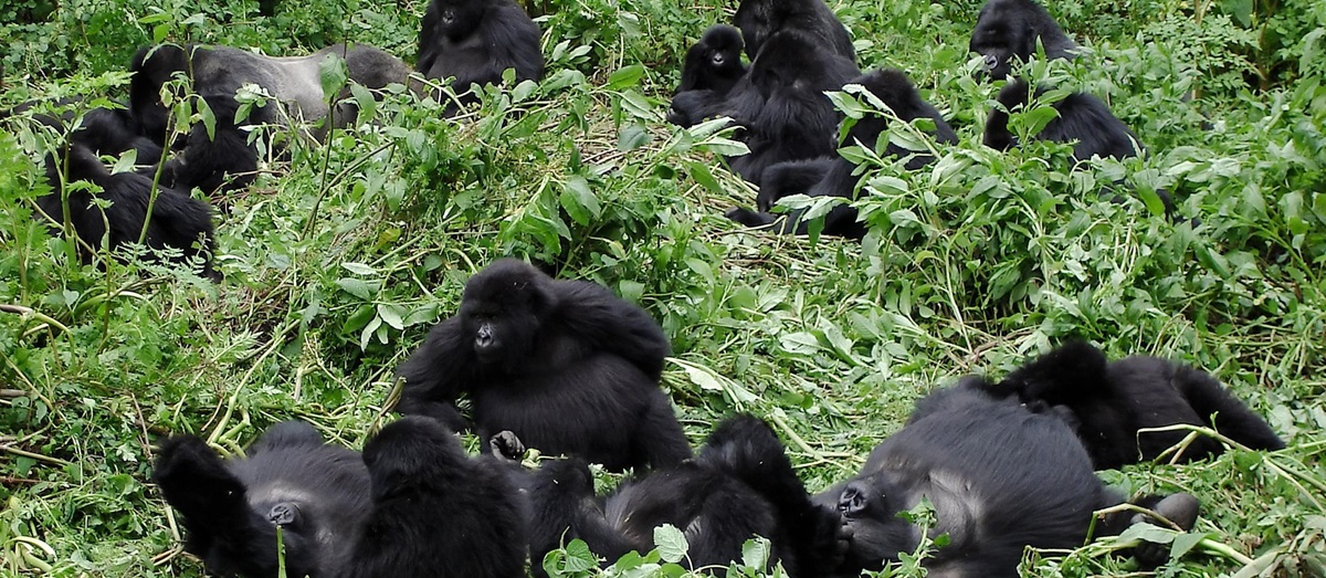 A family of gorillas in Rwanda