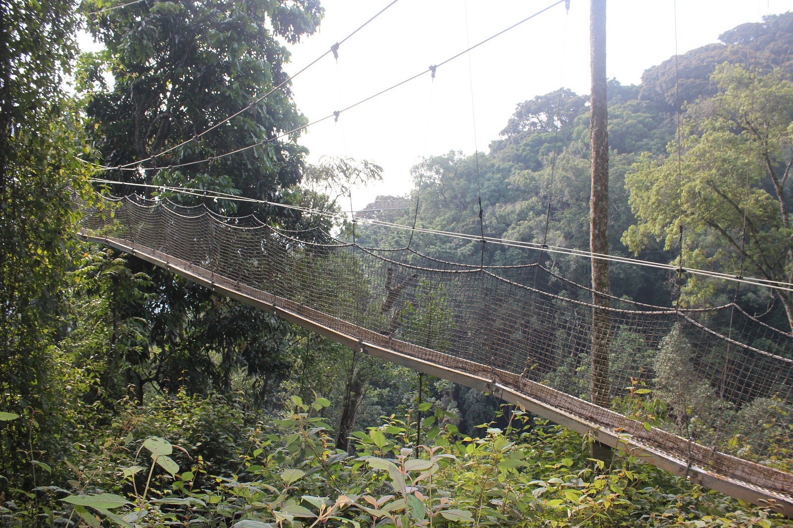 Suspension bridge in Rwanda's rainforest canopy