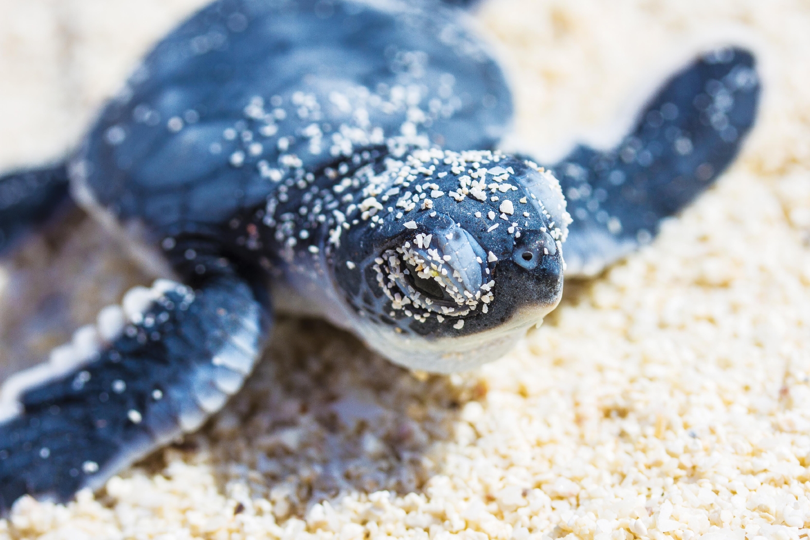 baby turtle crawling on the beach at alphone island, seychelles