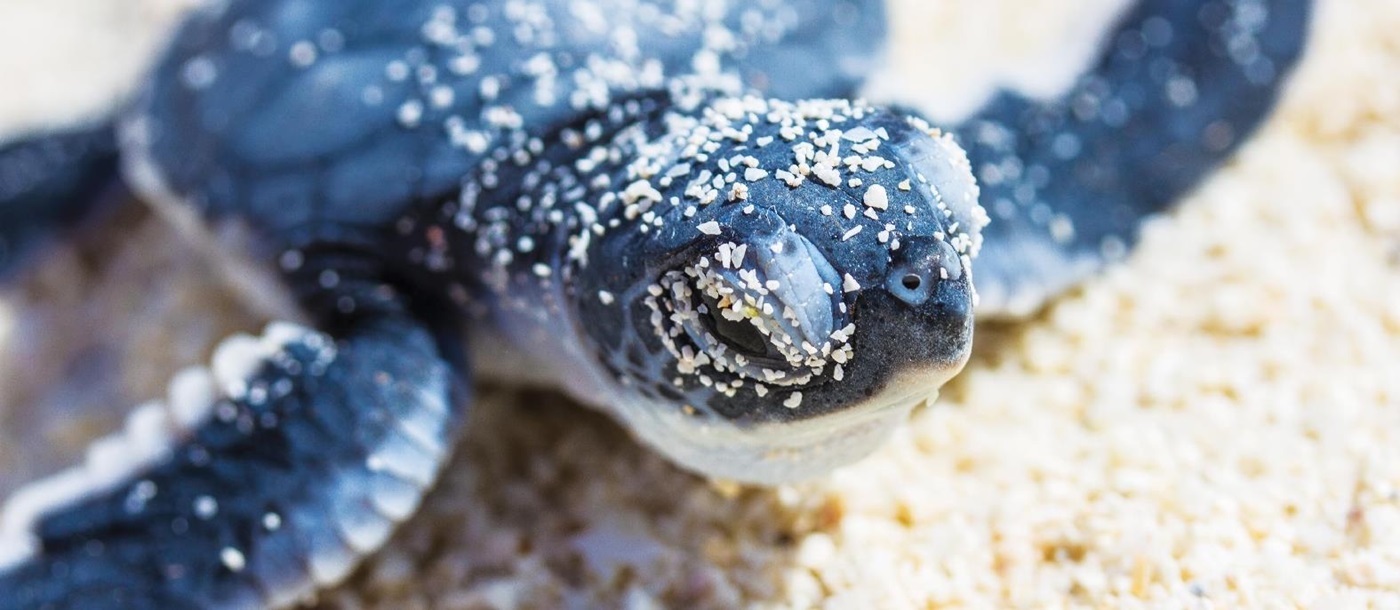 baby turtle crawling on the beach at alphone island, seychelles