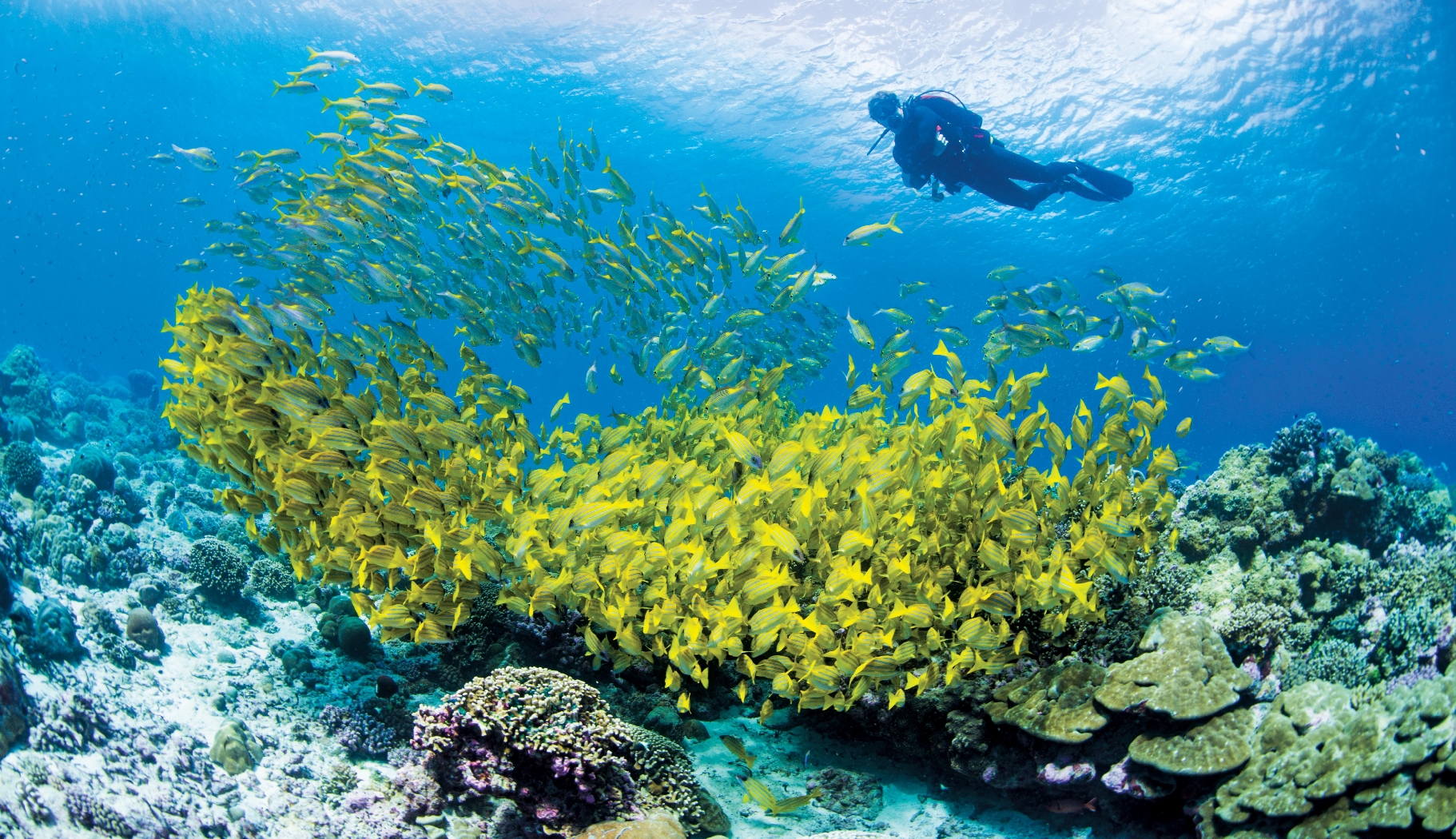 diving near alphone island, seychelles