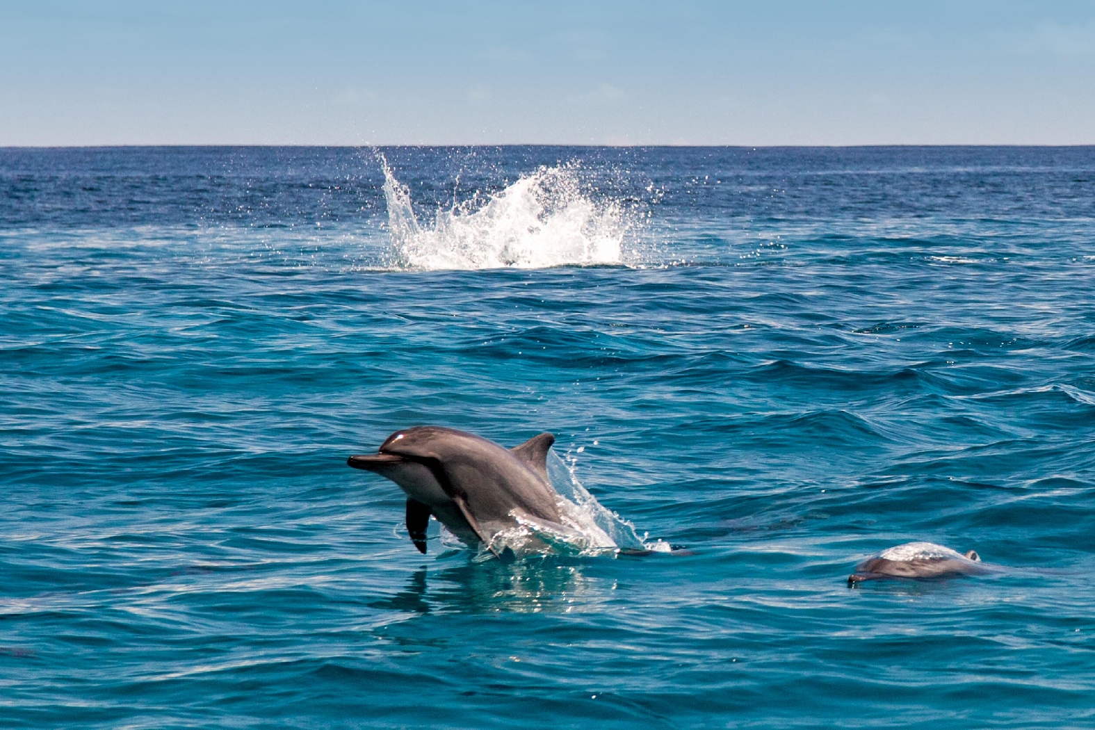 dolphins jumping out of the water near alphone island, seychelles