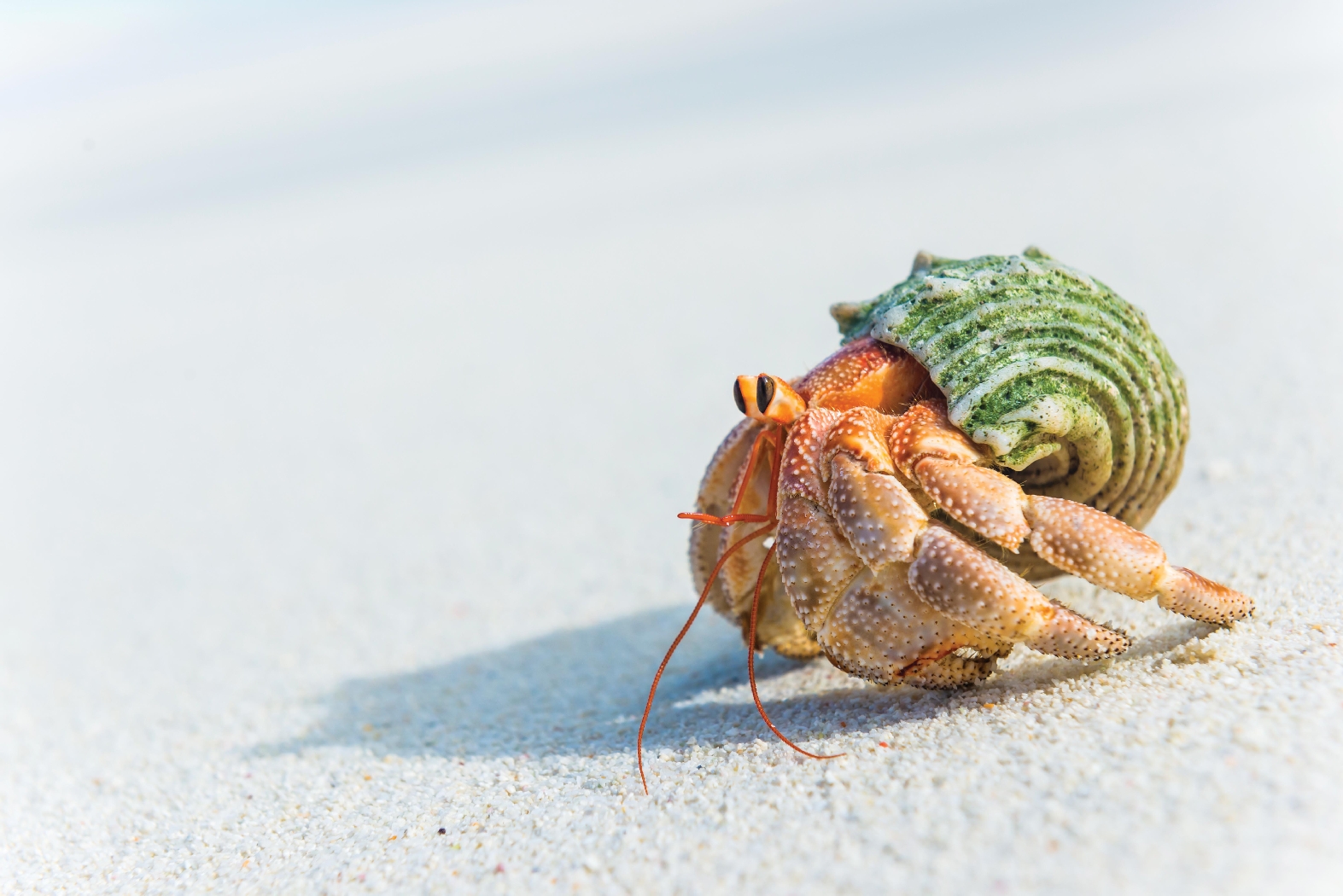hermit crab walking on the beach of alphone island, seychelles