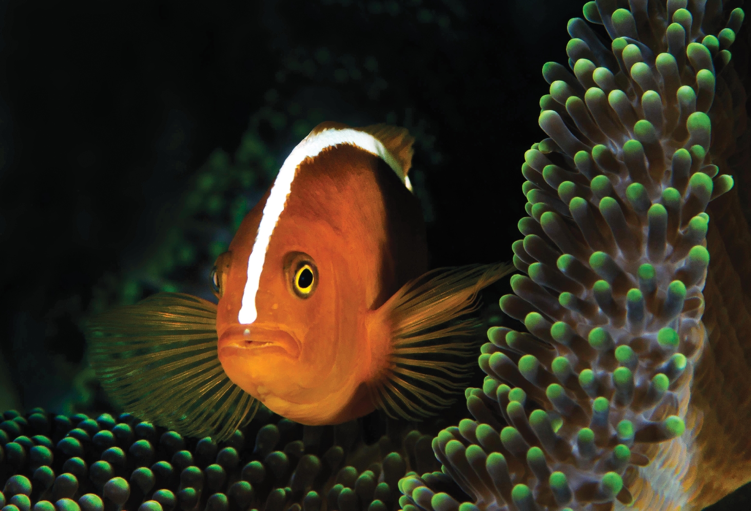 close-up of a reef fish near alphone island, seychelles