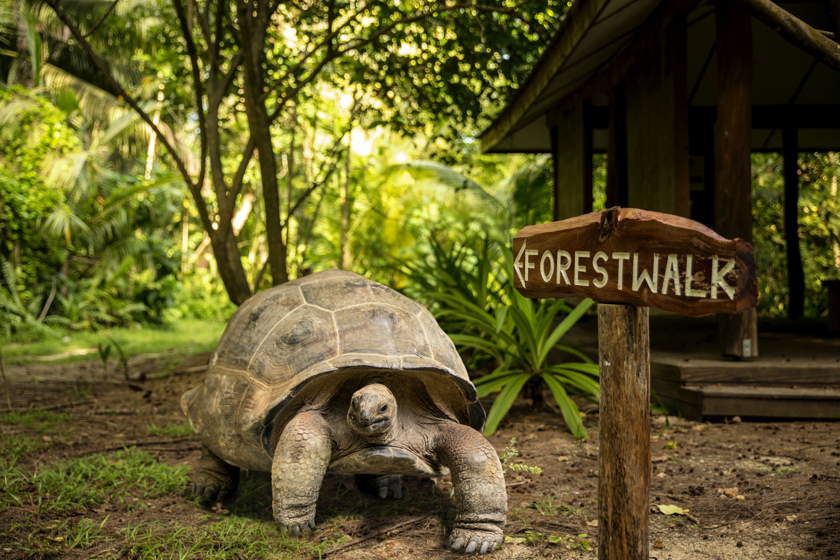A tortoise walking at Denis Island, Seychelles