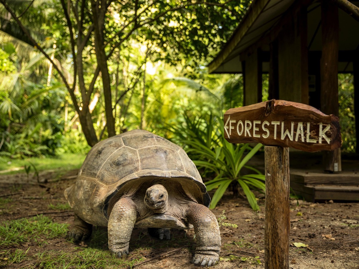 A tortoise walking at Denis Island, Seychelles