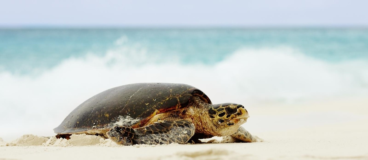 turtle at Fregate Island, Seychelles