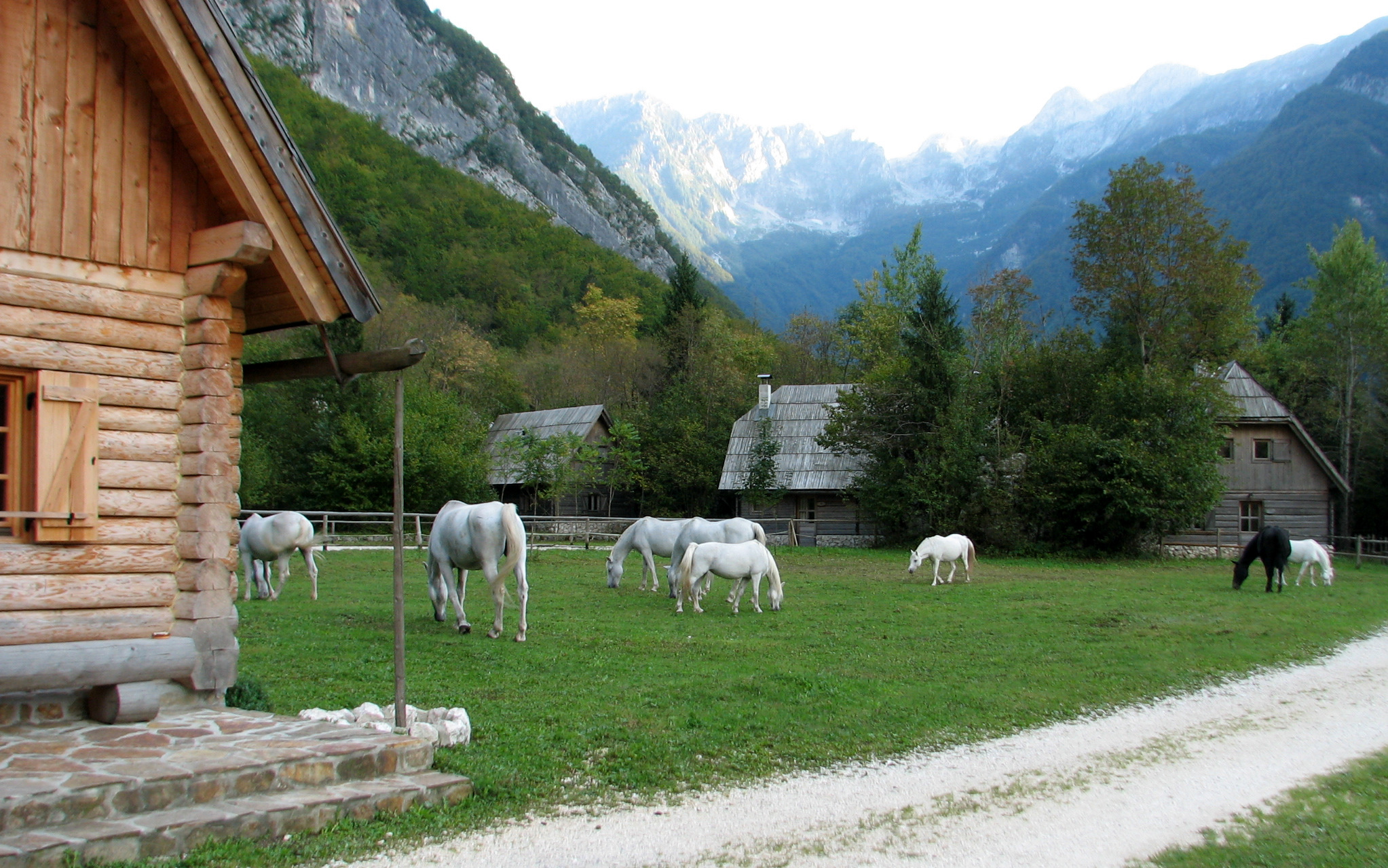 Horses at Pristava Lepana, Slovenia