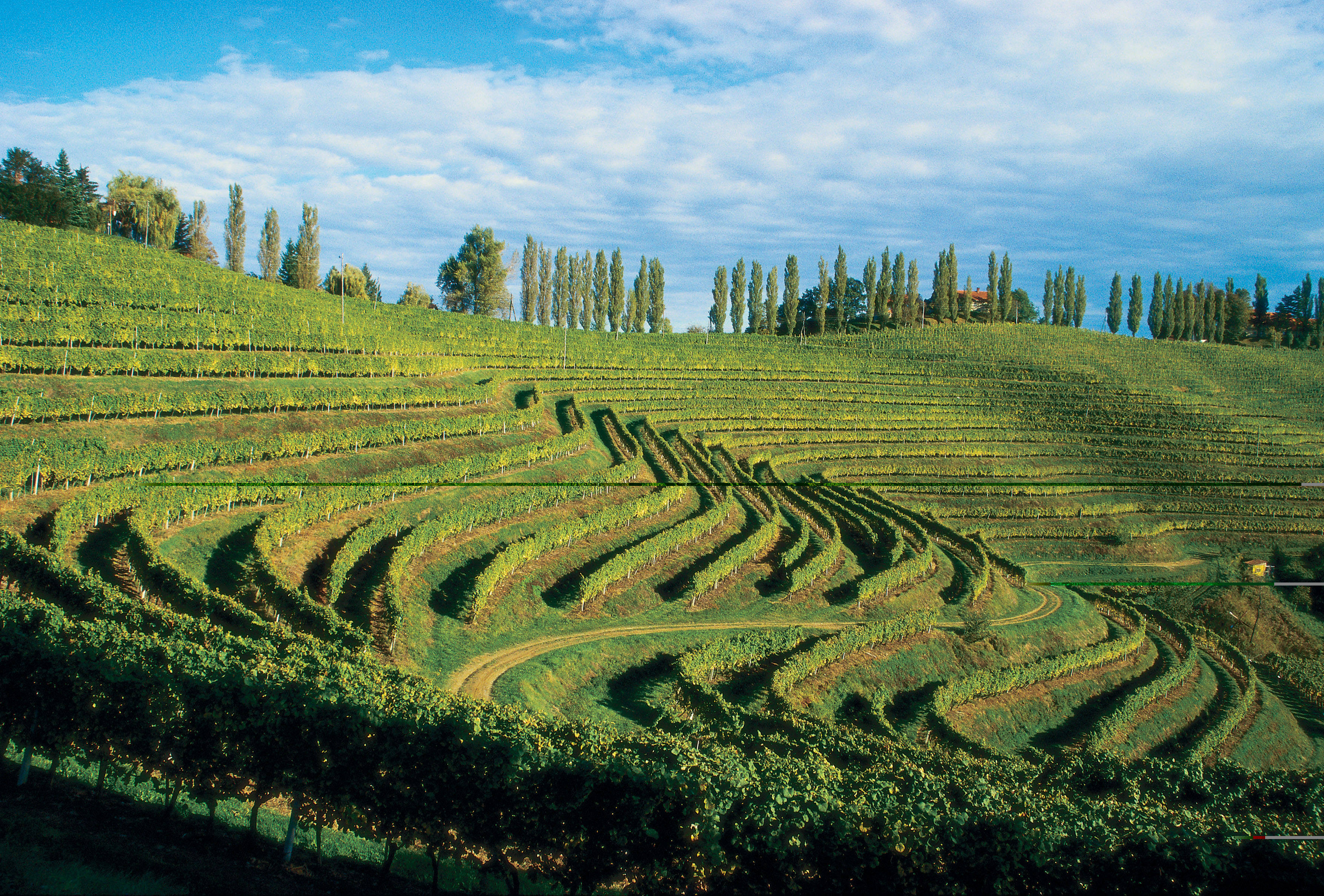 Vineyards in the Karst region of Slovenia
