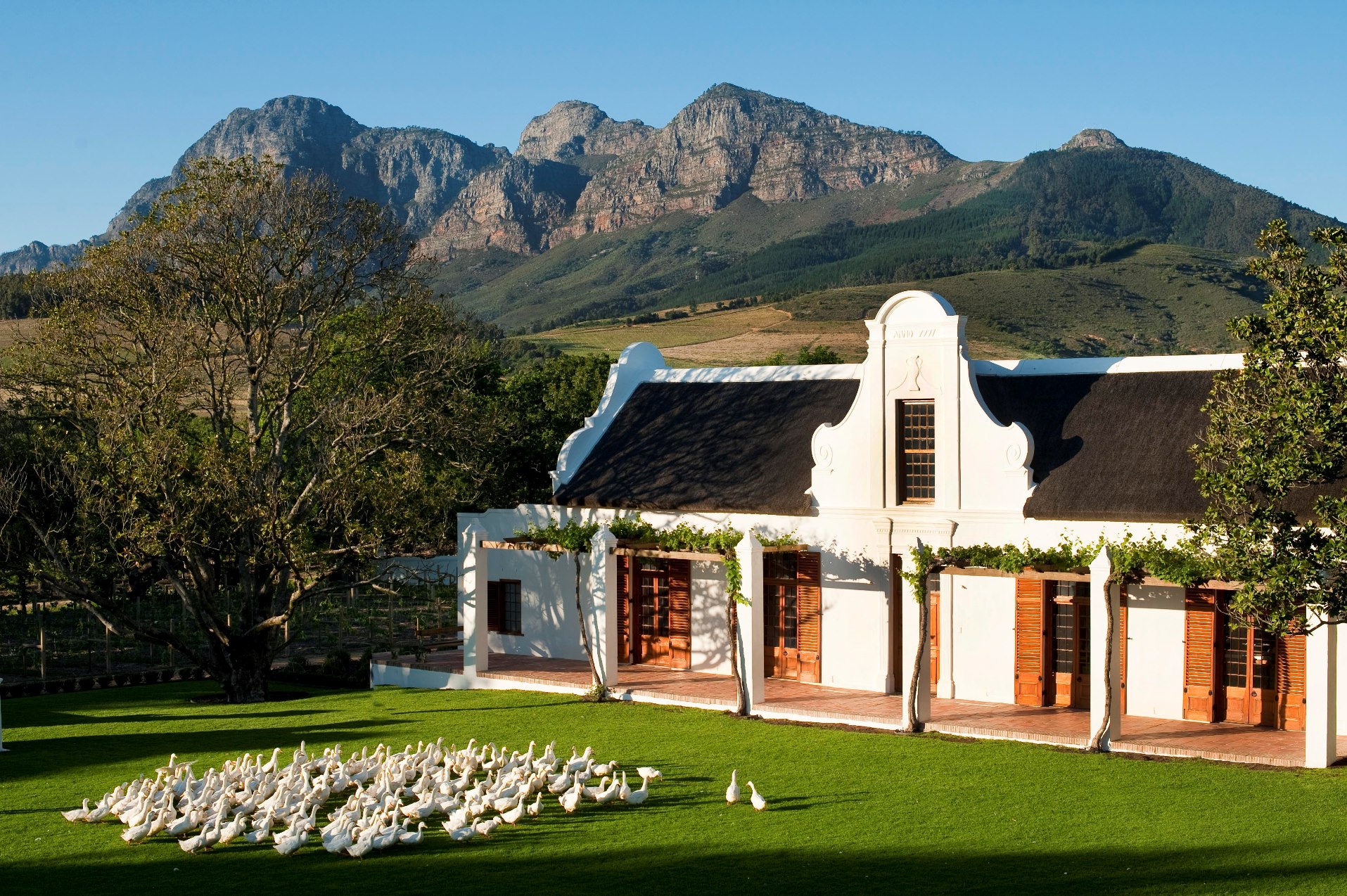 Ducks on the lawn at Babylonstoren Manor