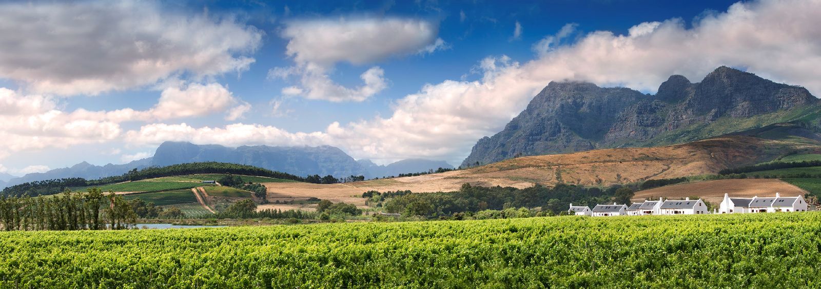 Cottages and vineyard surroundings at Babylonstoren in South Africa