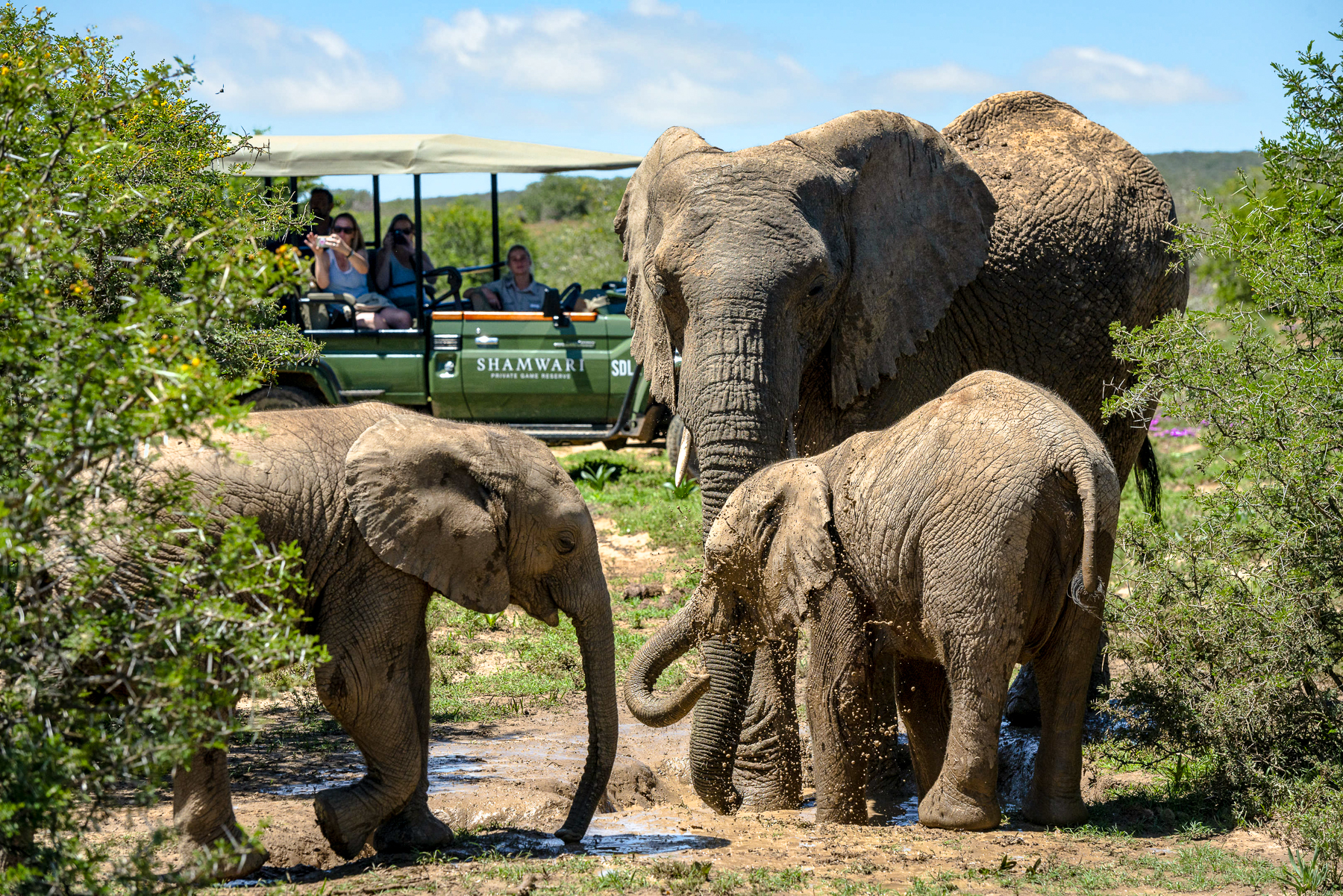 Elephants spotted on a game drive from Bayethe Lodge in the Shamwari Game Reserve