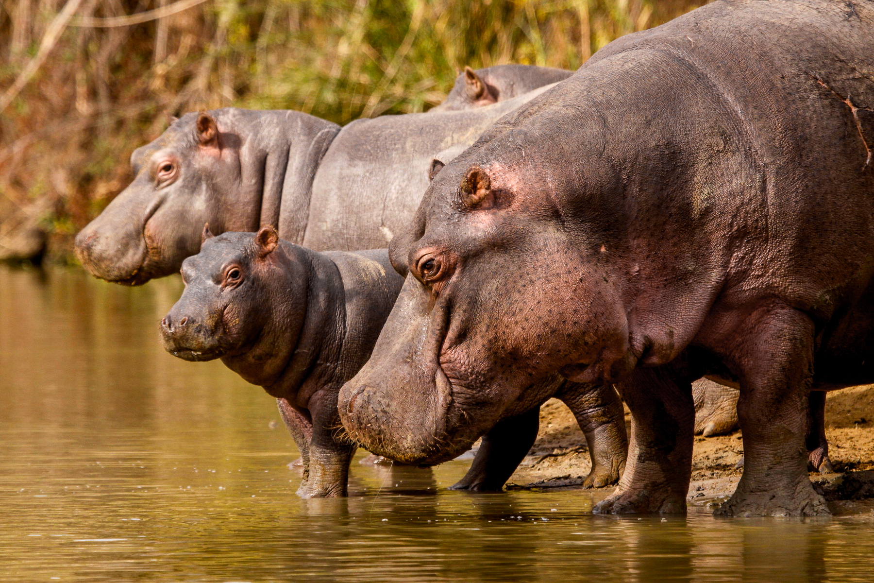 Hippos spotted near Bayethe Lodge in the Shamwari Game Reserve
