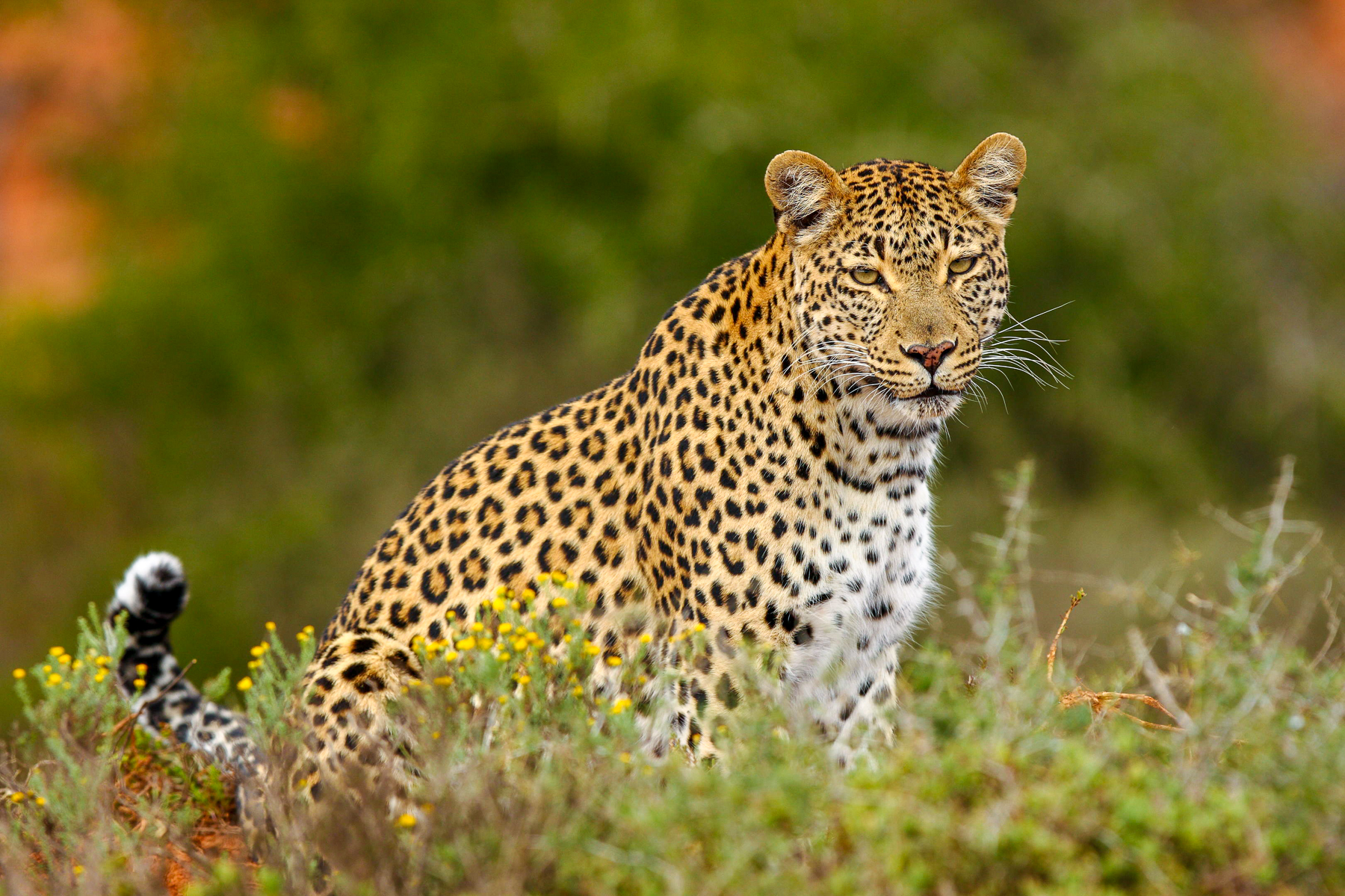 A leopard spotted on the grounds of Bayethe Lodge in the Shamwari Game Reserve