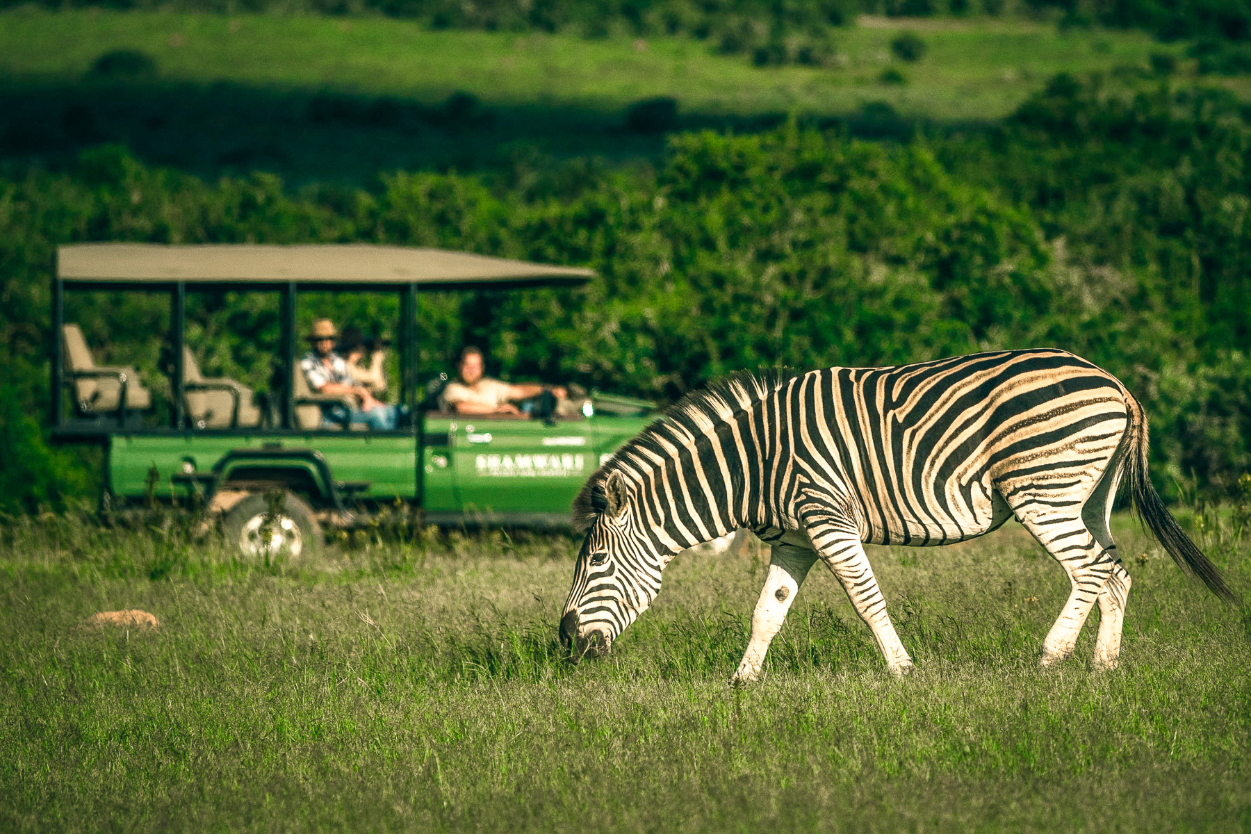 A zebra spotted during a game drive from Bayethe Lodge in the Shamwari Game Reserve