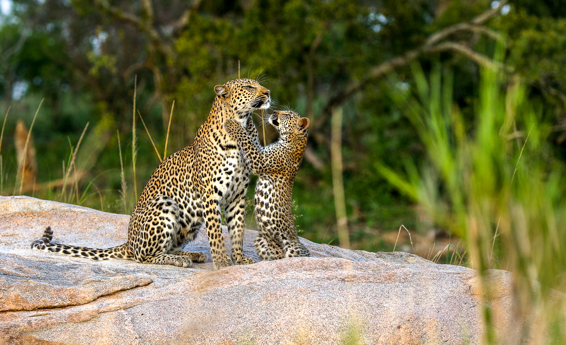 Leopards spotted near Dulini River Lodge in South Africa