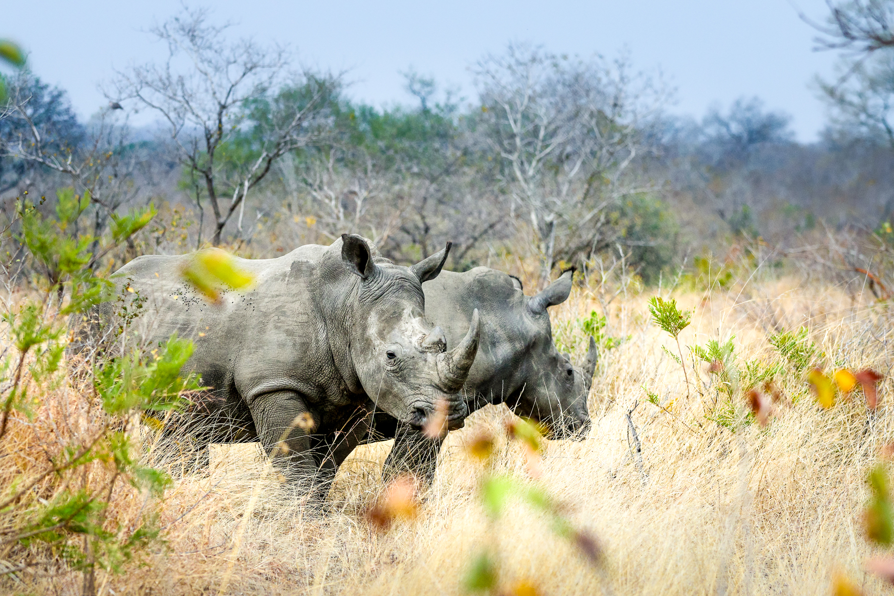 Rhinos spotted from Dulini River Lodge in South Africa