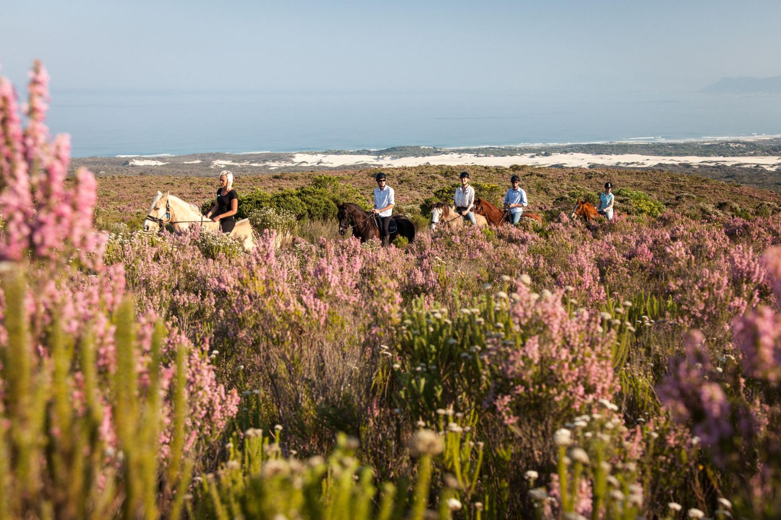 Horse riding through flowers and fynbos at Grootbos in South Africa