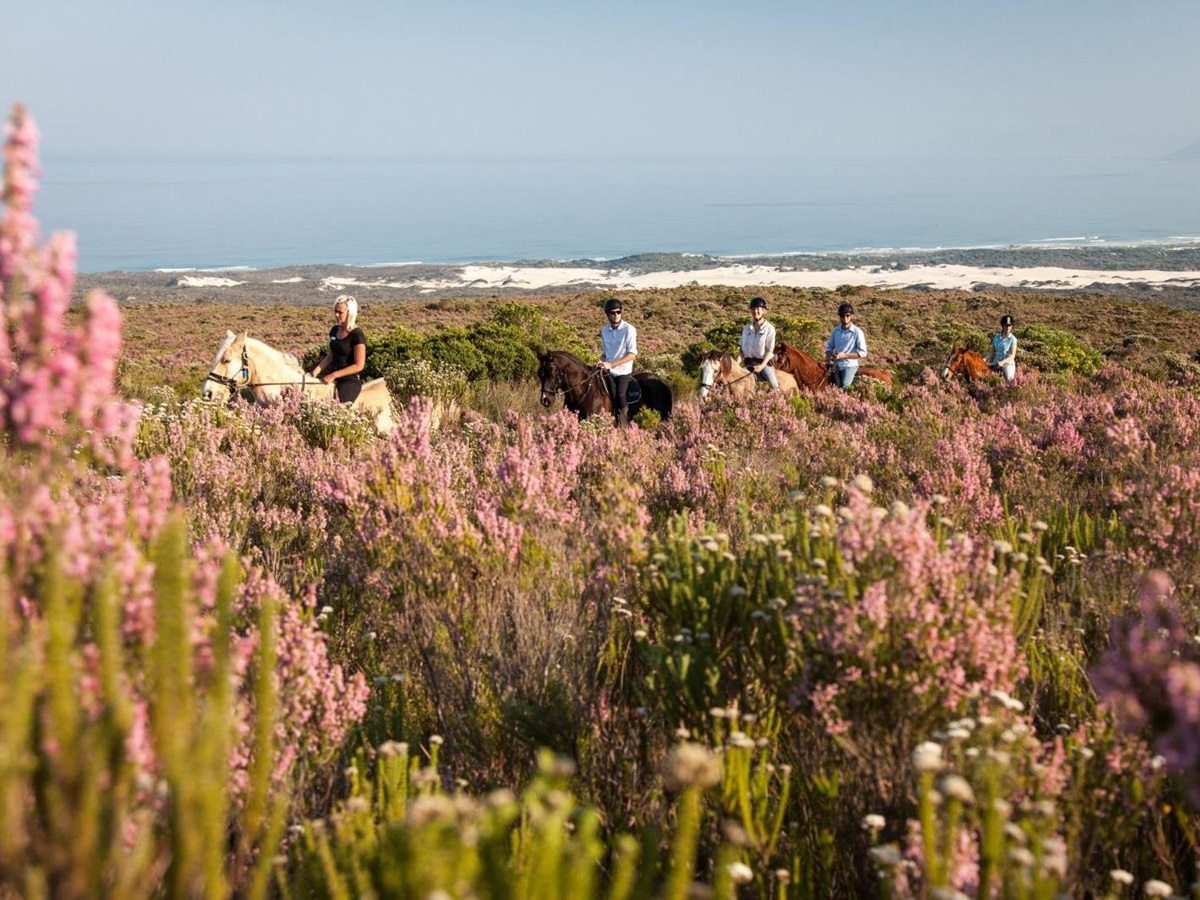 Horse riding through flowers and fynbos at Grootbos in South Africa