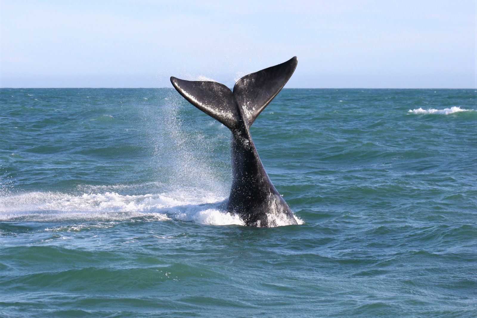 Whale tale seen from a boat cruise from Grootbos in South Africa