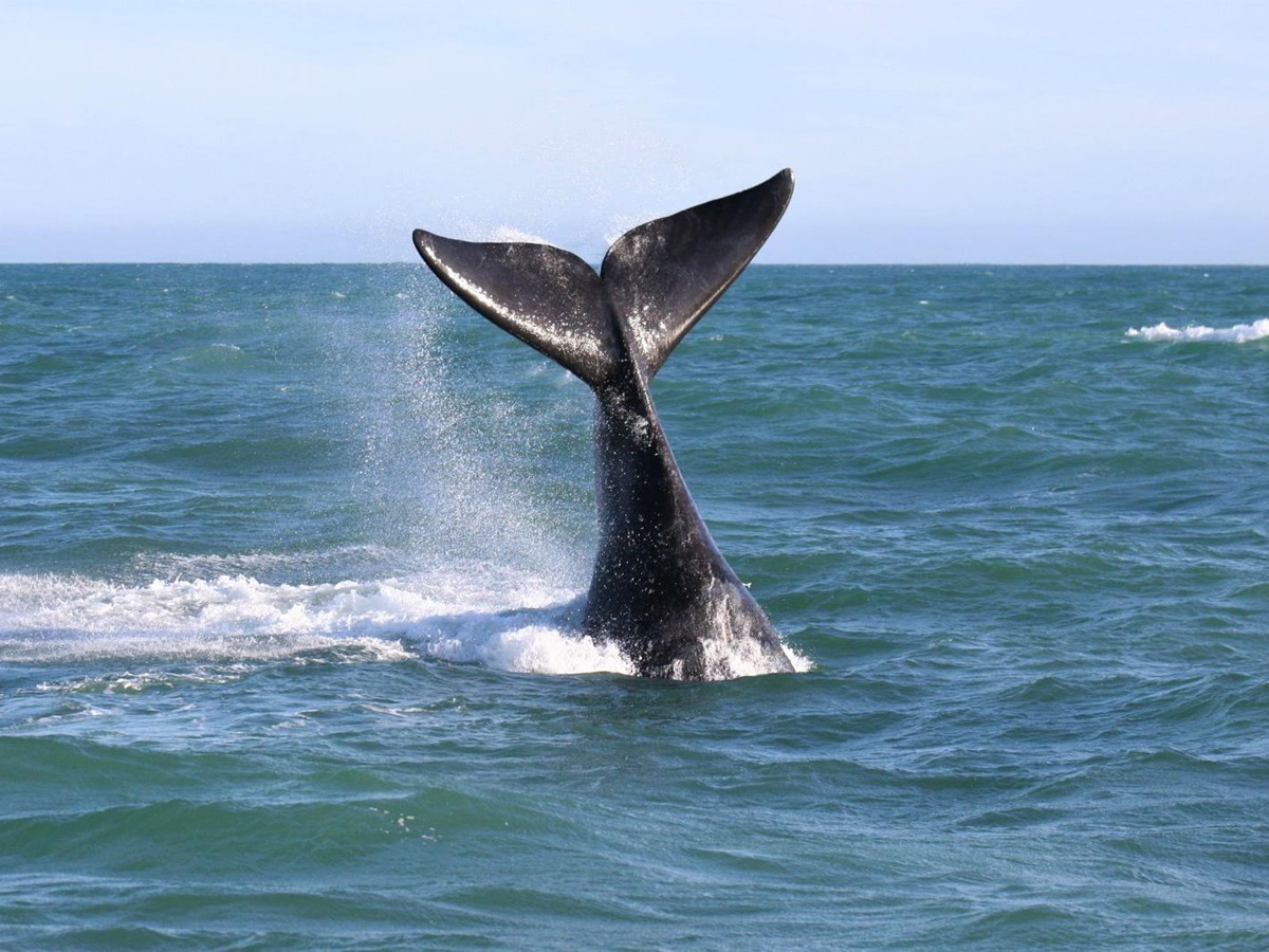 Whale tale seen from a boat cruise from Grootbos in South Africa