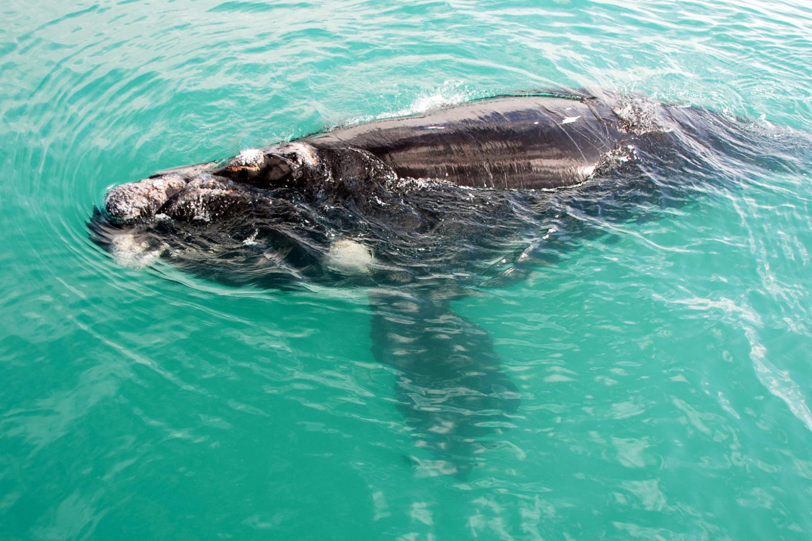Close view of a whale in the waters near Grootbos in South Africa
