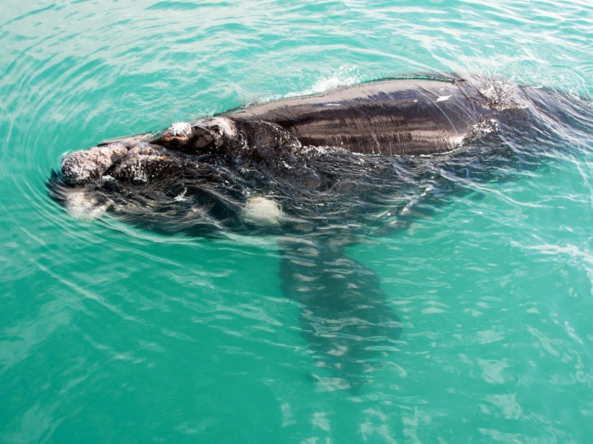 Close view of a whale in the waters near Grootbos in South Africa