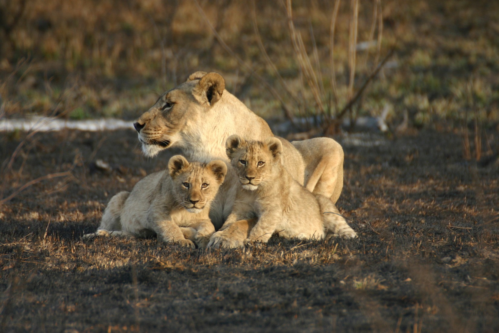 Lions close to Jamala Madikwe