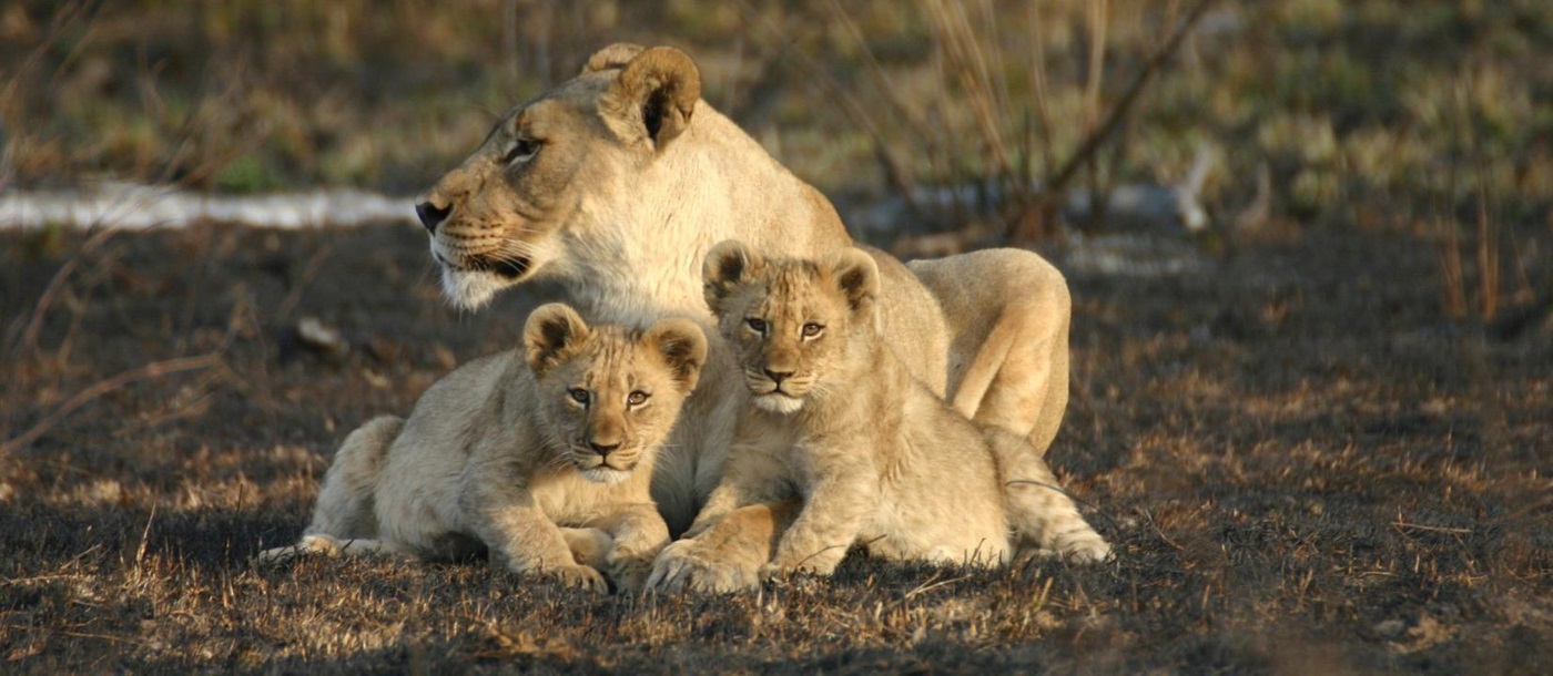 Lions close to Jamala Madikwe