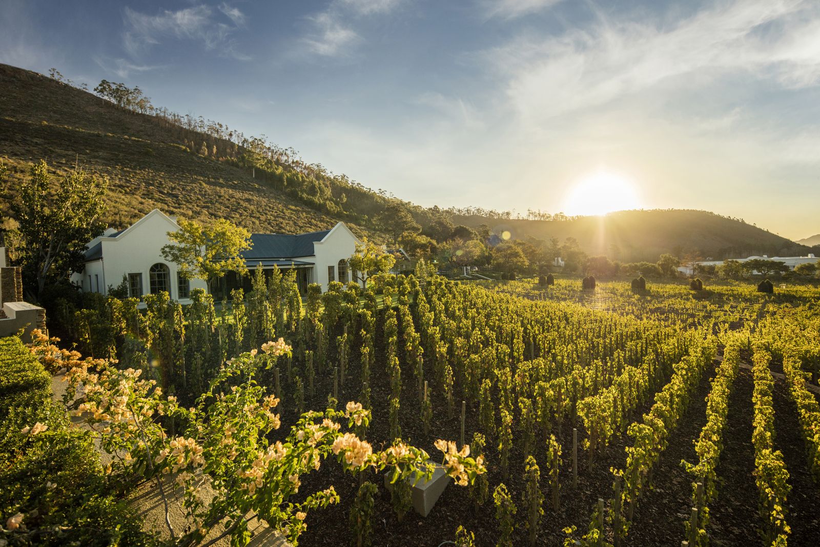 Vineyard cottage exterior view at Leeu Estates in South Africa 