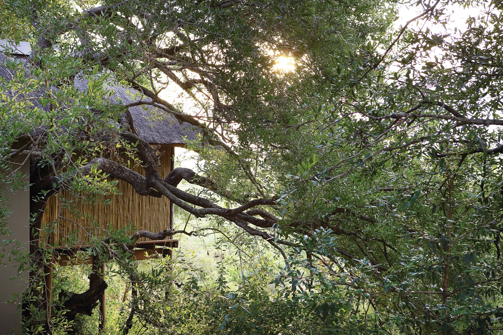 Exterior view of Londolozi Tree Camp in South Africa