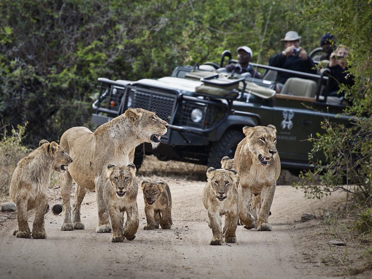 Game viewing of lions at Londolozi Tree Camp in South Africa