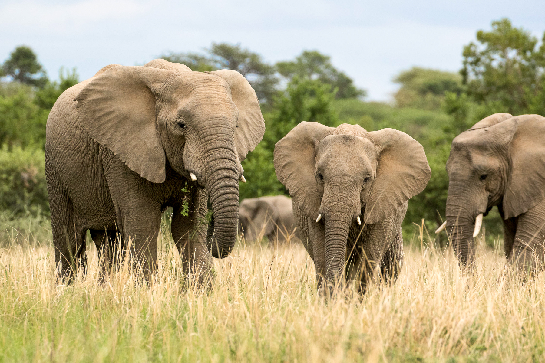 Elephants spotted on safari from Marataba Lodge in South Africa