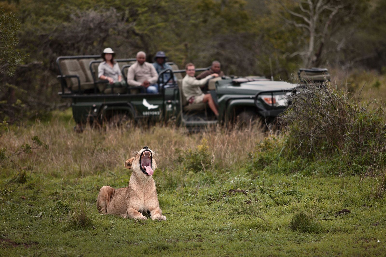 Guests viewing a lion on a game drive at luxury safari lodge Phinda Mountain Lodge in South Africa