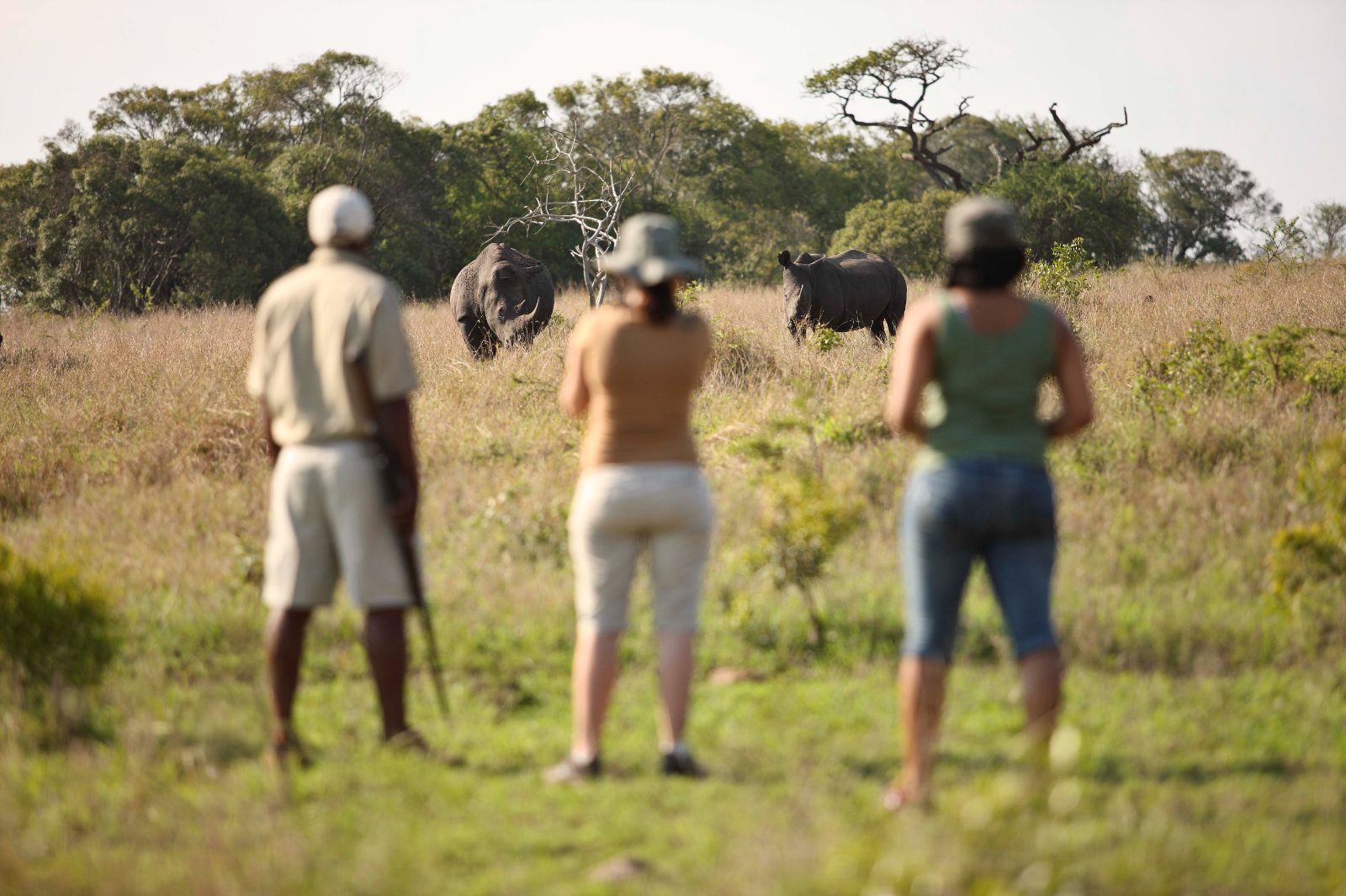 Guests viewing two rhinos on a game walk at luxury safari lodge Phinda Mountain Lodge in South Africa