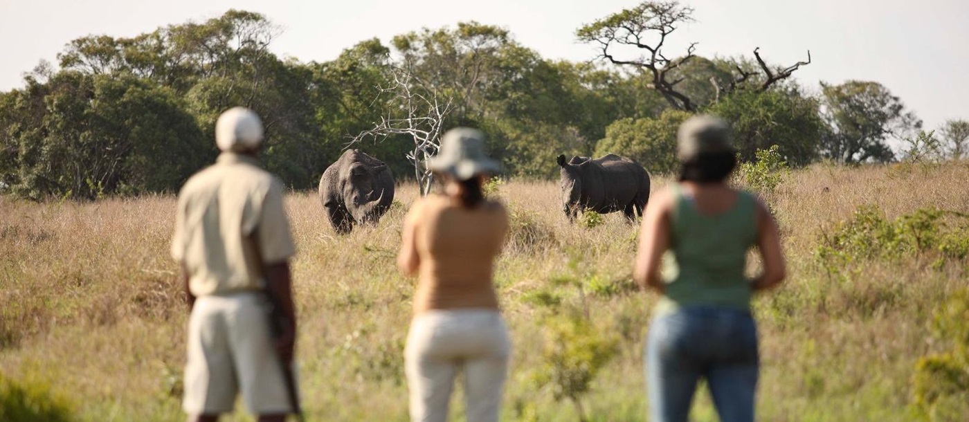Guests viewing two rhinos on a game walk at luxury safari lodge Phinda Mountain Lodge in South Africa