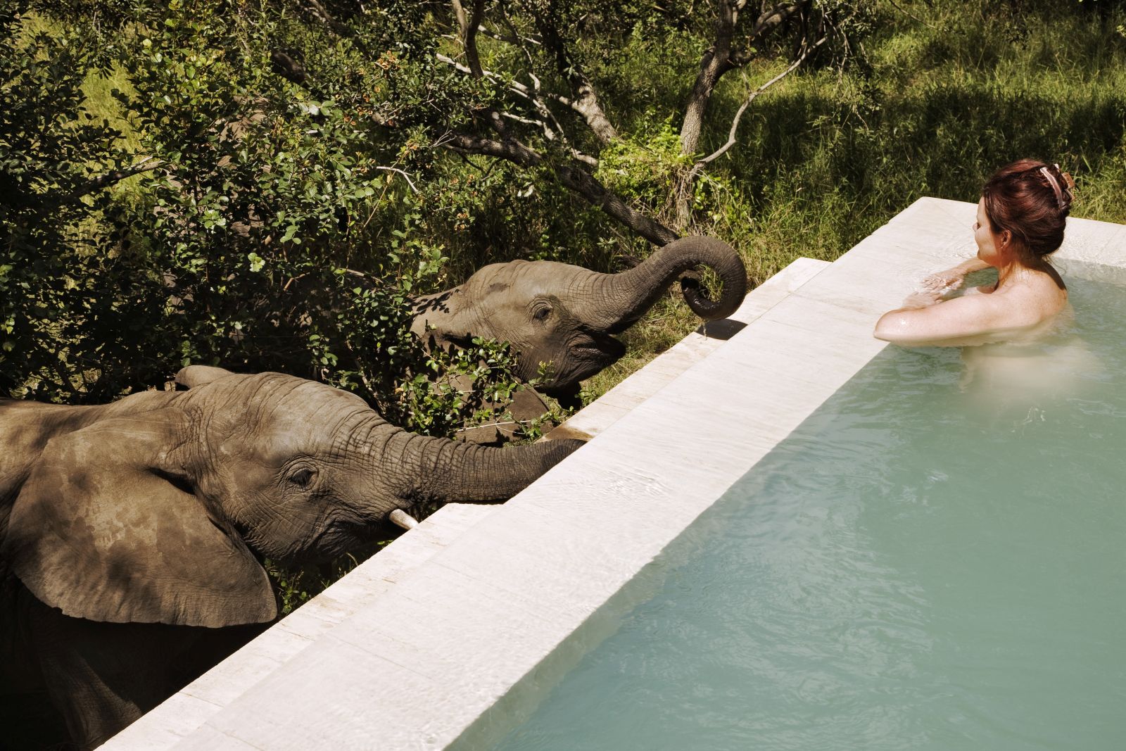 Swimming in the pool with elephants observing at Royal Malewane in South Africa