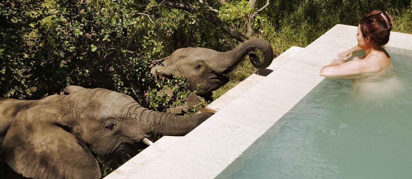 Swimming in the pool with elephants observing at Royal Malewane in South Africa